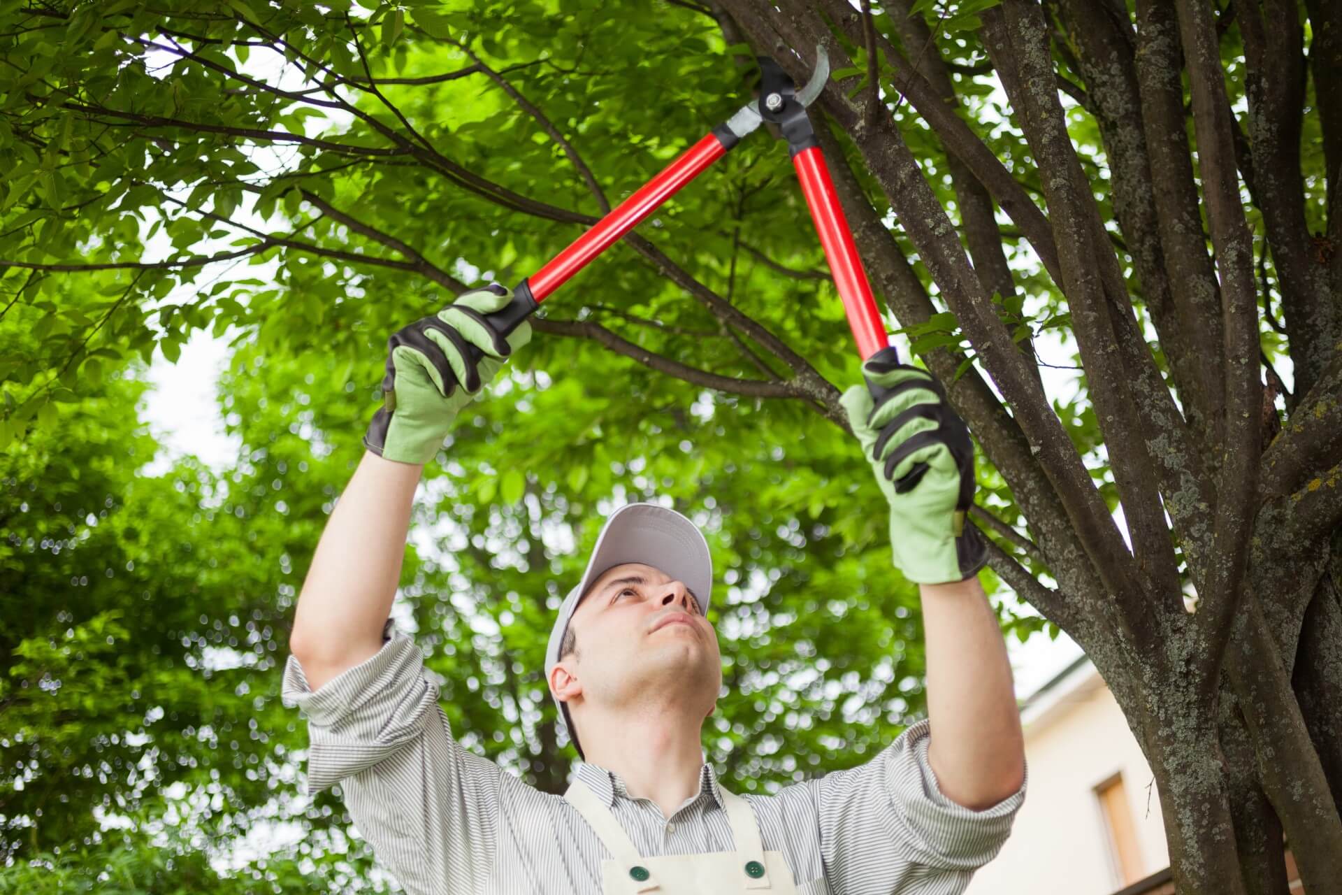 Tree Care Stump Removal Battle Creek MI Brawners Tree Service 00016