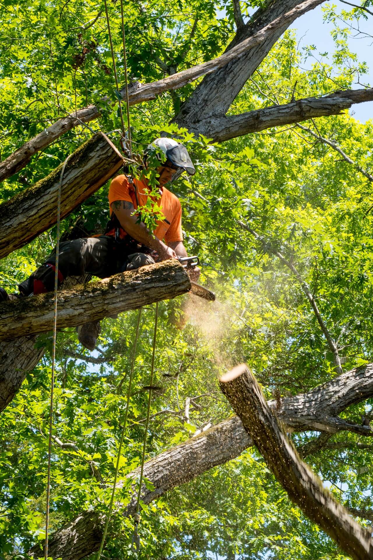 Tree Care Stump Removal Battle Creek MI Brawners Tree Service 0007