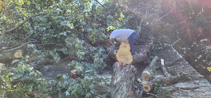 Tree Care Stump Removal Battle Creek MI Brawners Tree Service 7006