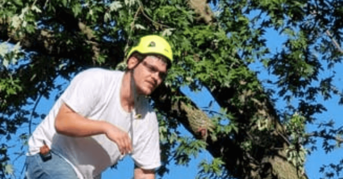 Arborist installing a tree bracing system in Battle Creek, Calhoun County, MI, to strengthen trees before storm season.