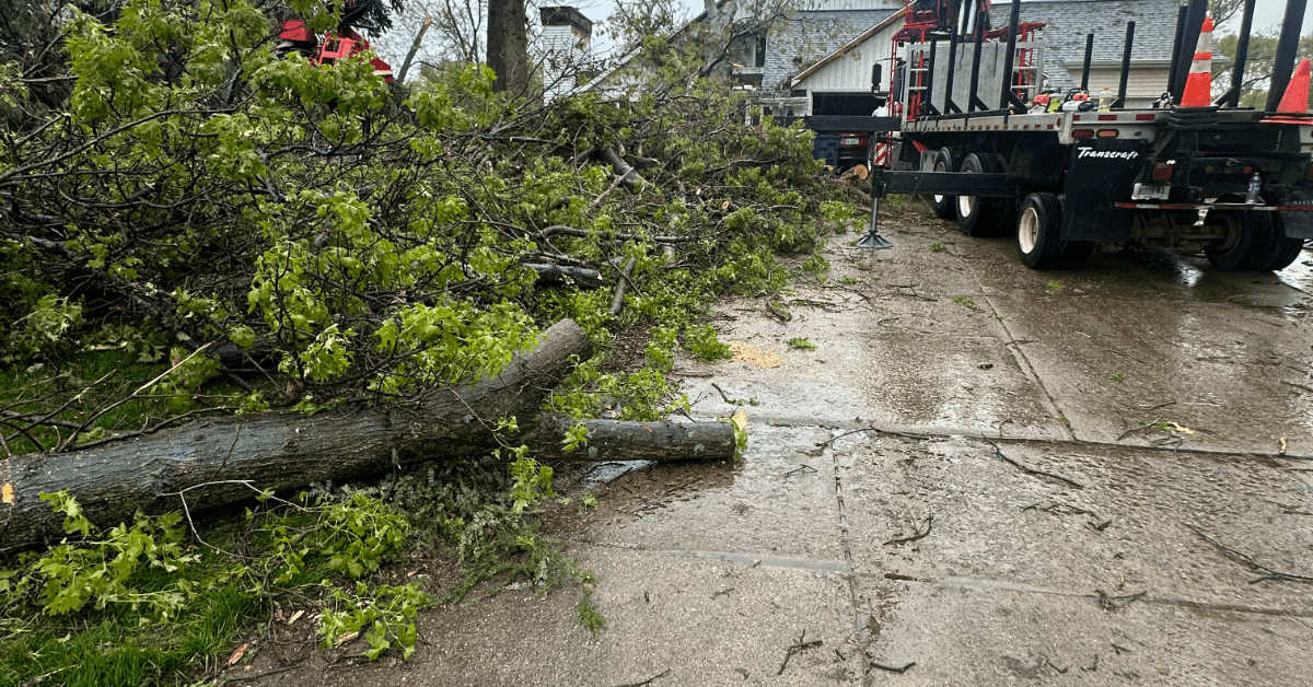 fallen tree blocking suburban road in Kalamazoo