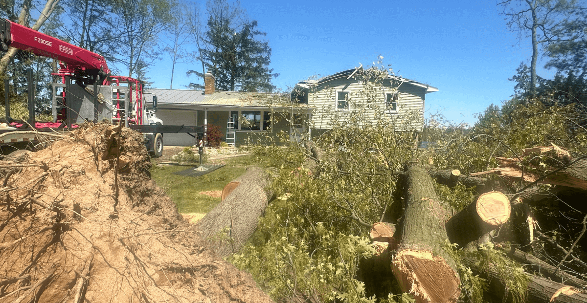 Kalamazoo Tree Removal Permits: 2025 Guide