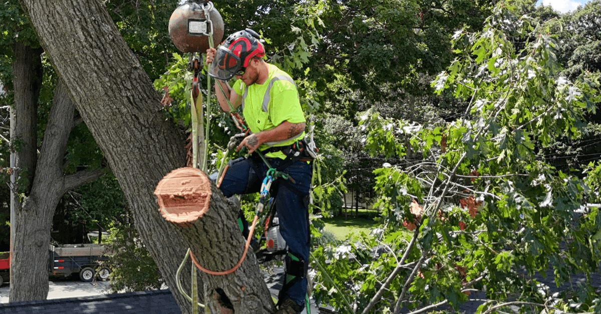 Arborist safely trimming a large maple near a family home