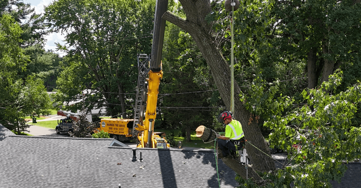 Tree Service in East Leroy, MI | Professional Tree Care
