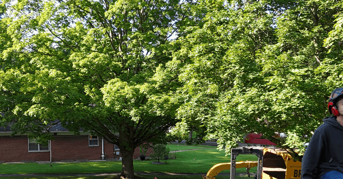 Are There Poisonous Trees in Michigan?