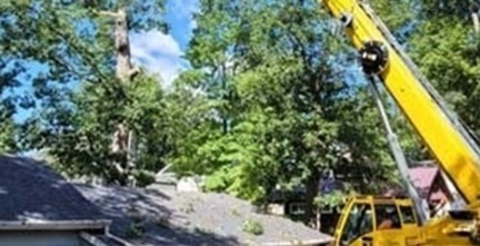 trees