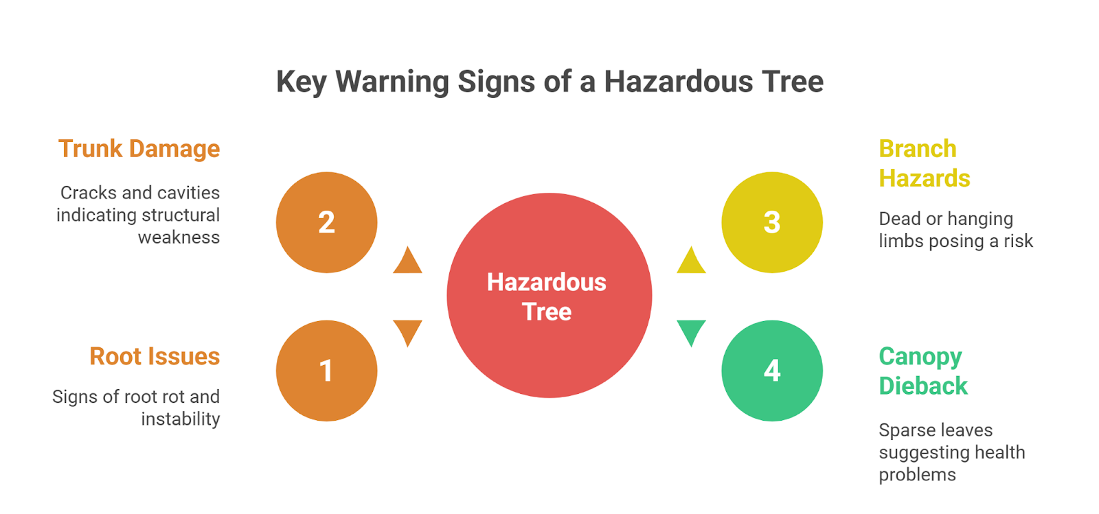 Key Signs of a Potentially Dangerous Tree