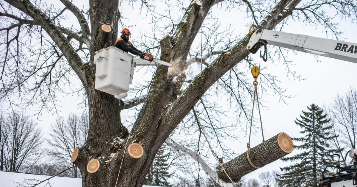 Professional tree removal crew removing a mature oak during Michigan's dormant winter season in Southwest Michigan
