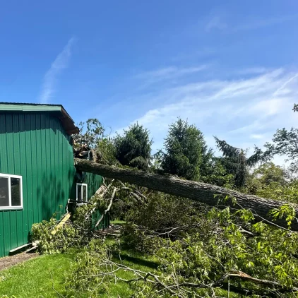 emergency tree removal fallen tree in battle creek