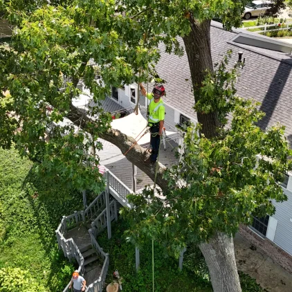 battle creek tree service team trimming a tree