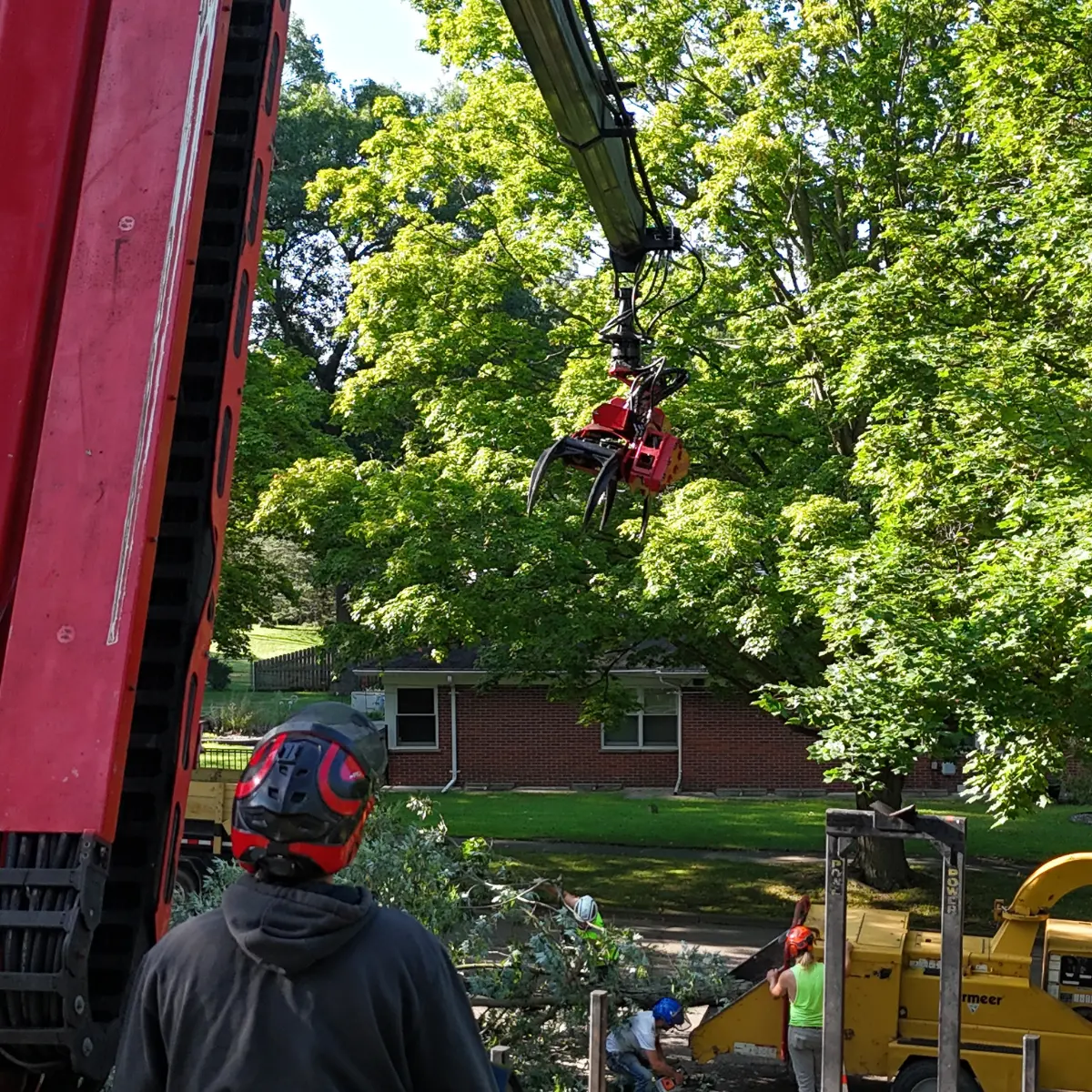 Arborist inspecting a tree trunk for signs of decay