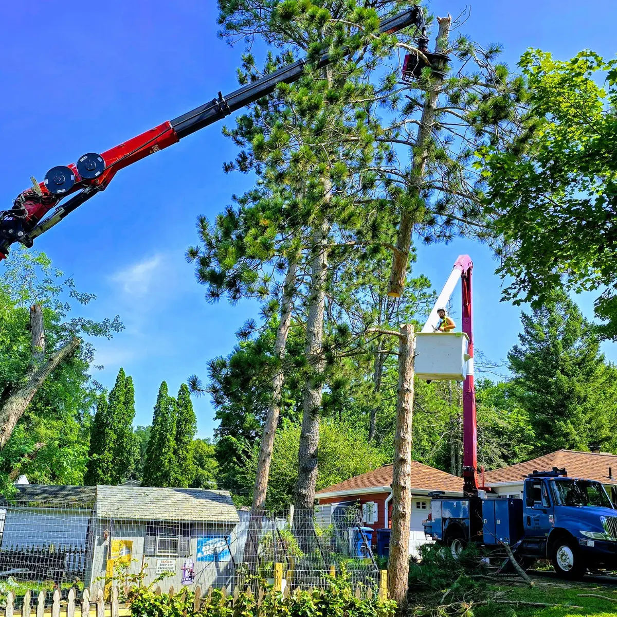 Arborist pruning oak tree branches in Michigan to improve tree structure and reduce safety hazards.