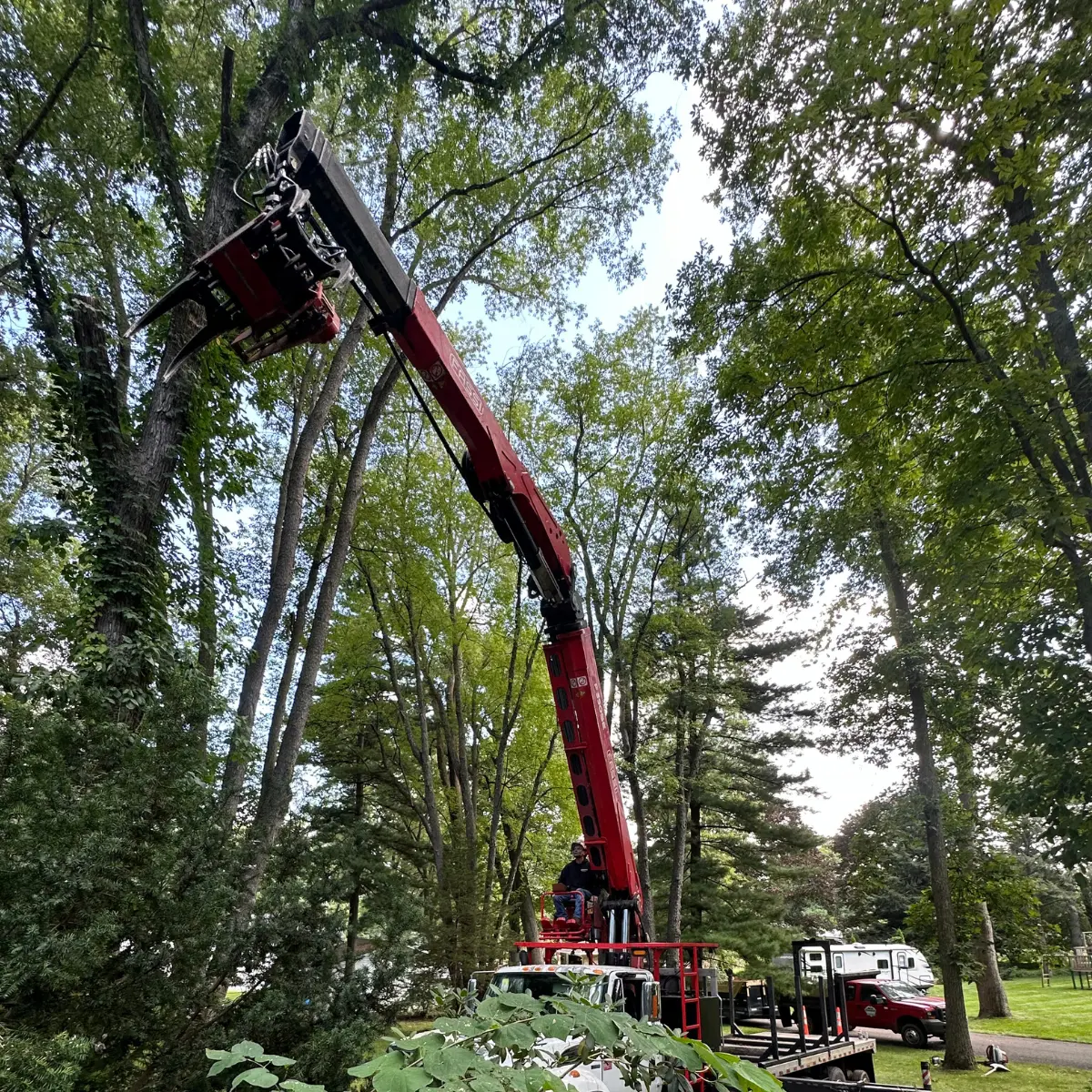 Arborist inspecting a mature oak tree for structural weaknesses before deciding whether cabling can prevent removal in Michigan.